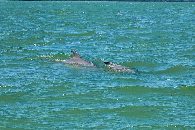 Sunset Dolphin Cruise with Sanibel Lighthouse Views - The Wildlife and Scenery