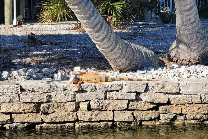 Sunset Dolphin Cruise with Sanibel Lighthouse Views - The Value for Money