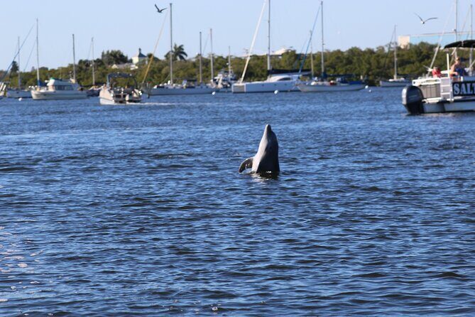 Sunset Dolphin Cruise with Sanibel Lighthouse Views - Practicalities and Considerations