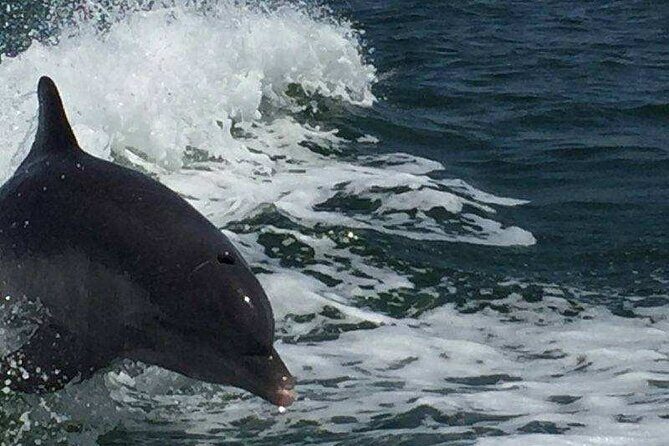 Sunset Dolphin Cruise with Sanibel Lighthouse Views - Who Would Appreciate This Tour?
