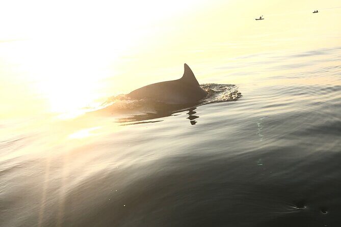Sunset Dolphin Kayak Tours - What to Expect on the Sunset Dolphin Kayak Tour