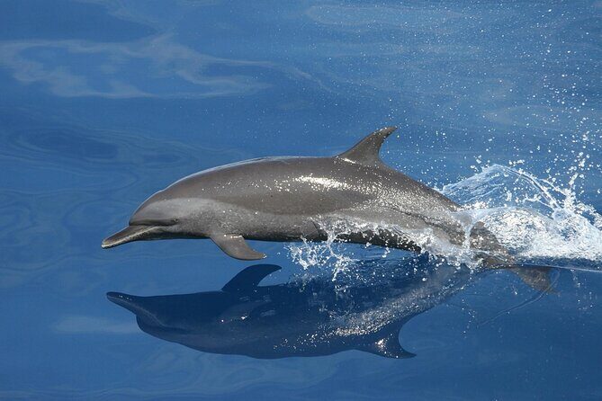 Sunset Dolphin Watching Boat Tour from Vrsar - An Honest Look at the Sunset Dolphin Watching Tour