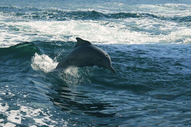 Sunset Dolphin Watching Boat Tour from Vrsar - Who Will Love This Tour?