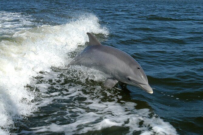 Sunset Dolphin Watching Boat Tour from Vrsar - Frequently Asked Questions