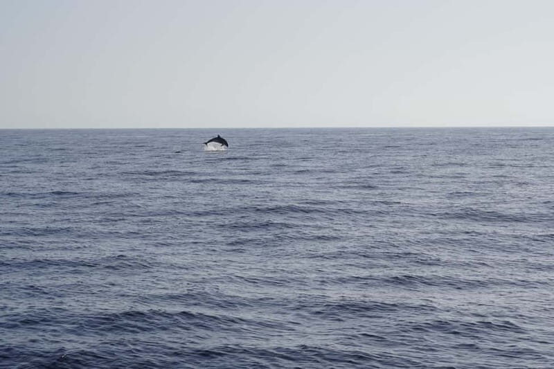 Sunset Dolphin Watching Tour on Hybrid Boat in Small Group - Introduction