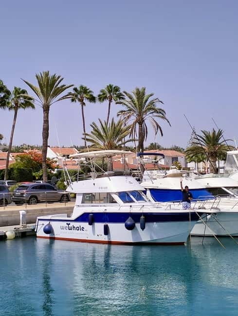 Sunset Dolphin Watching Tour on Hybrid Boat in Small Group - Key Points