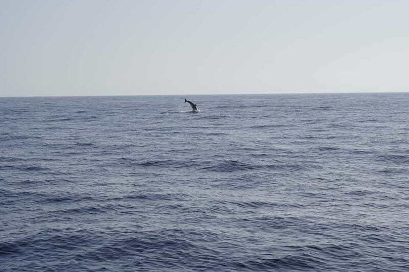 Sunset Dolphin Watching Tour on Hybrid Boat in Small Group - The Marine Life Encounters