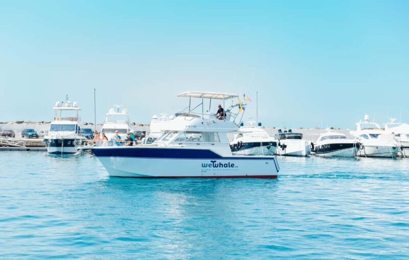 Sunset Dolphin Watching Tour on Hybrid Boat in Small Group - Who Is This Tour Best For?