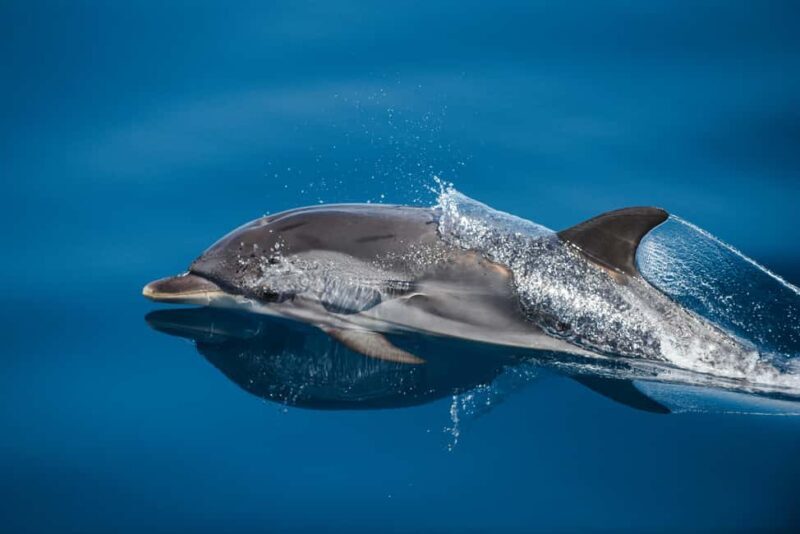 Sunset Dolphin Watching Tour on Hybrid Boat in Small Group - The Itinerary in Depth