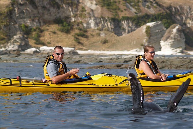 Sunset Evening Kayaking Tour - Kaikoura - FAQ
