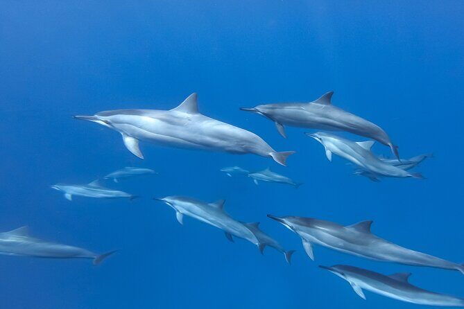 Sunset Glow Snorkel At Turtle Town With Photo & Video - Key Points