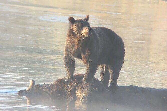 Sunset Hayden Valley Wildlife Safari | Catered Dinner | PRIVATE - Exploring the Sunset Hayden Valley Wildlife Safari: A Practical Guide