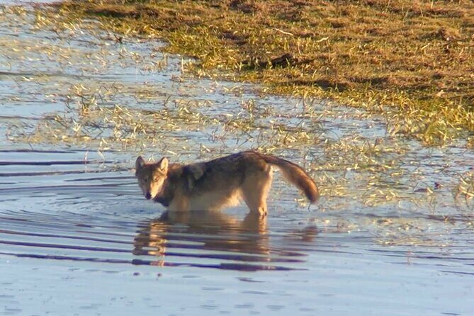 Sunset Hayden Valley Wildlife Safari | Catered Dinner | PRIVATE - What’s Included and What’s Not