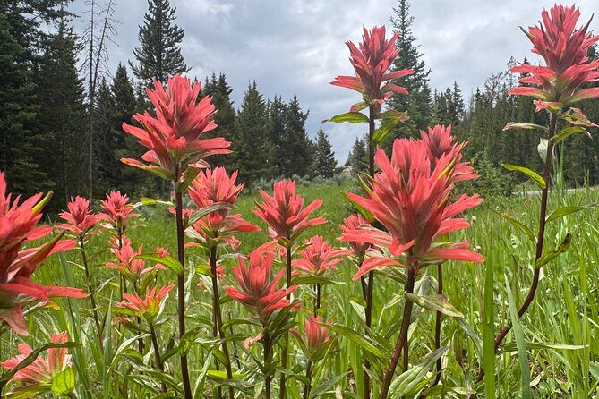 Sunset Hayden Valley Wildlife Safari | Catered Dinner | PRIVATE - Frequently Asked Questions