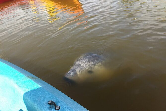 Sunset kayaking tour at Manatee Cove with Manatee & Dolphin sightings - The Value and Who Should Consider This Tour