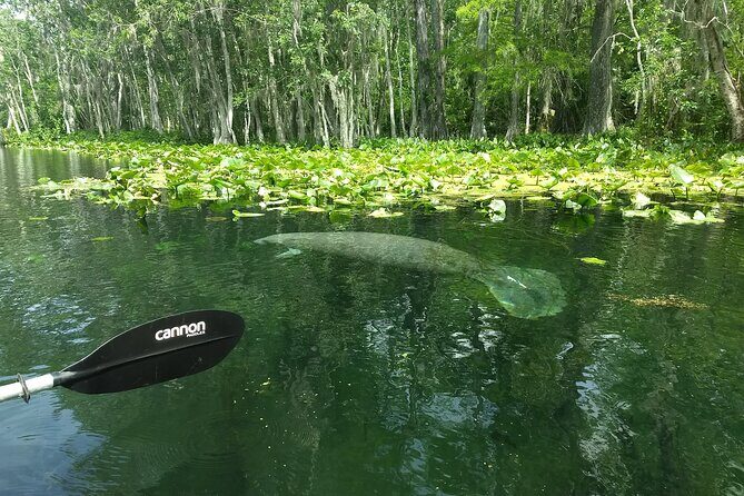 Sunset kayaking tour at Manatee Cove with Manatee & Dolphin sightings - FAQ