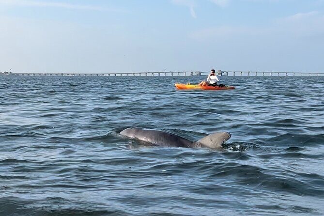 Sunset Kayaking with Dolphins - The Value of the Tour