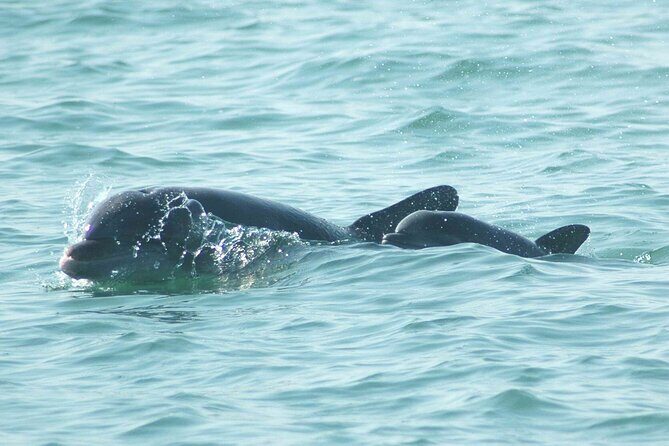 Sunset Kayaking with Dolphins - Frequently Asked Questions