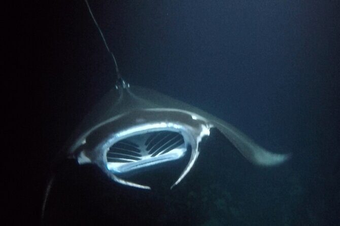 Sunset Manta Ray Tour in Kailua-Kona - What to Expect from the Sunset Manta Ray Tour