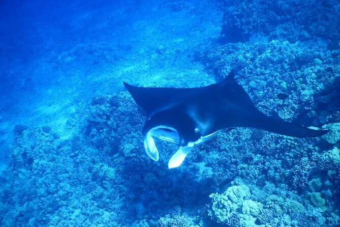 Sunset Manta Ray Tour in Kailua-Kona - Final Thoughts