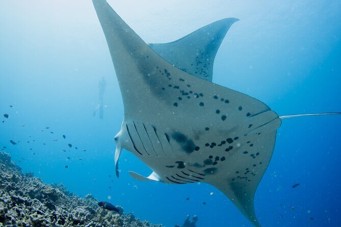 Sunset Manta Ray Tour in Kailua-Kona - FAQ