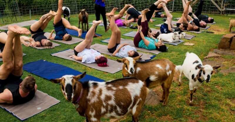 Sunset Maui Goat Yoga with Live Music - Key Points