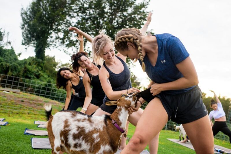 Sunset Maui Goat Yoga with Live Music - Who Will Enjoy This?