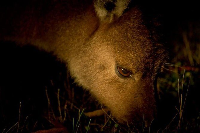 Sunset Nocturnal Adventure Tour - What’s Included and How It Works