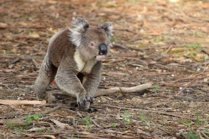 Sunset Nocturnal Adventure Tour - What Travelers Say