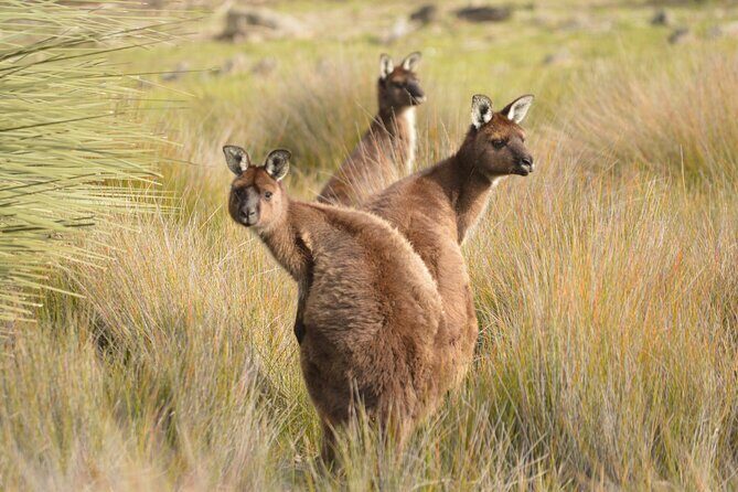 Sunset Nocturnal Adventure Tour - The Value Proposition