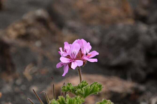 Sunset Playa Mujeres or Volcan del Cuervo Connect&flow Yoga practice - Final Thoughts