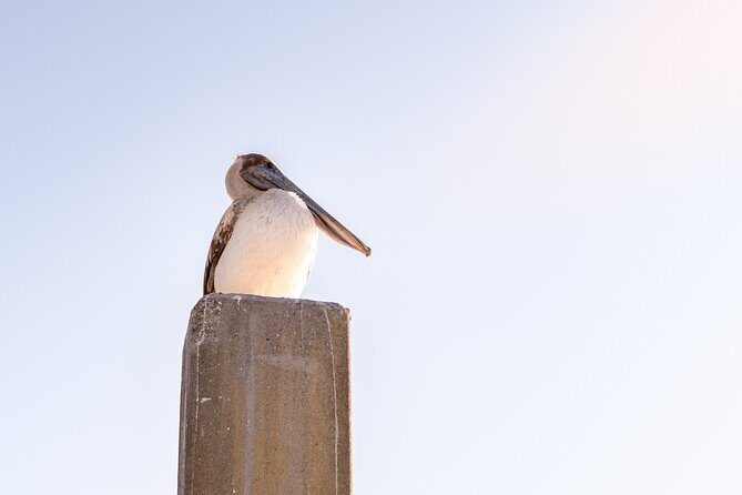 Sunset Private Captained Luxury Electric Boat Charter in Savannah - Who Should Consider This Tour?