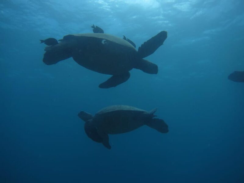 Sunset Sail Charter - Who Would Love This Experience