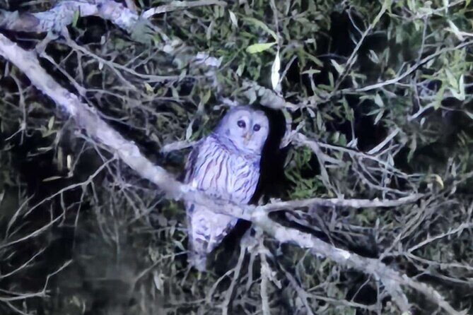 Sunset S'mores and Owl Call - What Past Participants Say