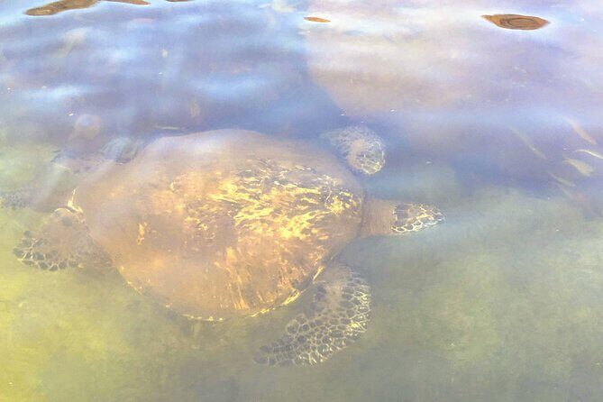 Sunset Stand Up Paddle with Photos and Turtles - Final Thoughts