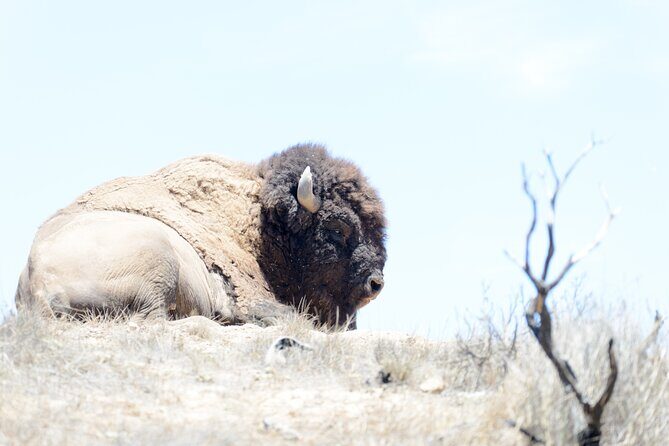 Sunset Summit Catalina Island Shared Tour - FAQ: Your Practical Questions Answered
