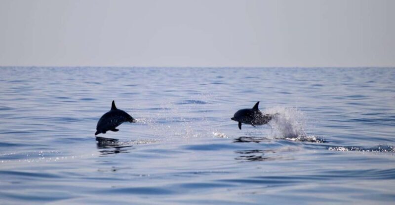 Sunset Tour and Searching Dolphins - What to Expect on the Tour