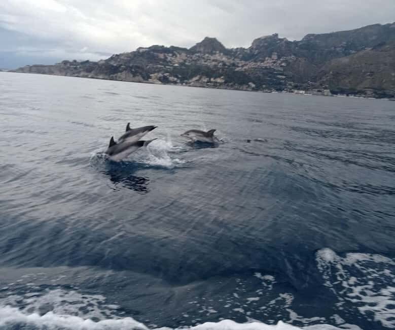 Sunset tour in search of dolphins with aperitif - Final Thoughts: Is This Experience Right for You?
