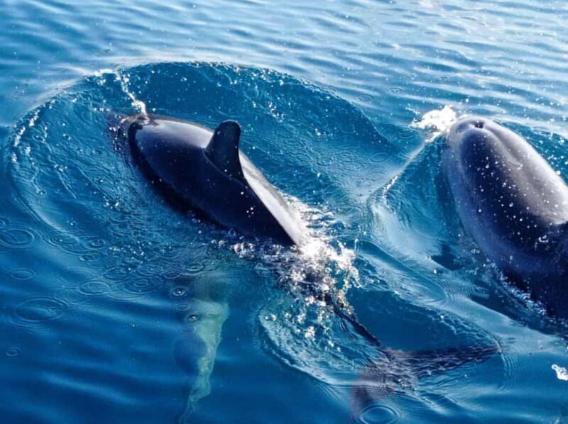 Sunset tour in search of dolphins with aperitif - FAQ