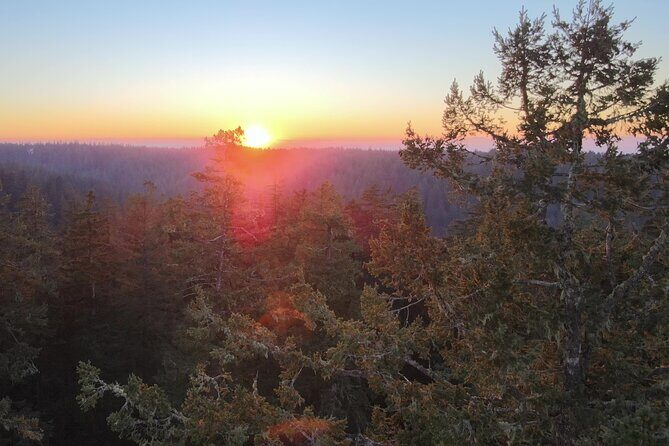 Sunset Tree Climb at Silver Falls State Park - What To Expect from the Sunset Tree Climb Experience