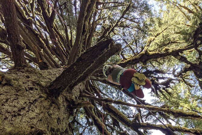 Sunset Tree Climb at Silver Falls State Park - Who Will Love This Tour?