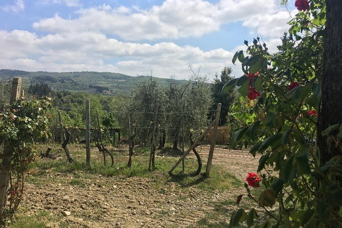 Sunset VIP Chianti wine tour - An In-Depth Look at the Sunset VIP Chianti Wine Tour