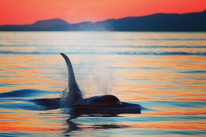 Sunset Whale and Wildlife Adventure in Cowichan Bay - Key Points