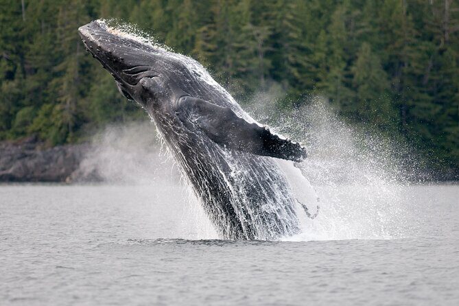 Sunset Whale and Wildlife Adventure in Cowichan Bay - FAQs