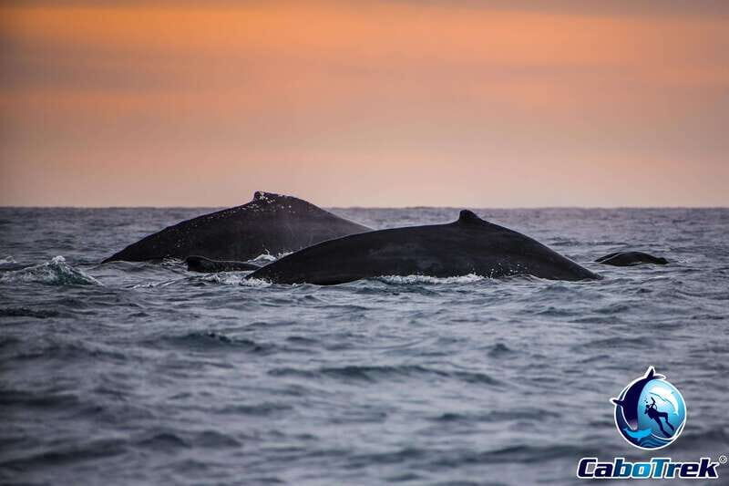 Sunset Whale Watching Cruise in Cabo San Lucas - The Experience: What You Can Expect on the Sunset Whale Watching Cruise