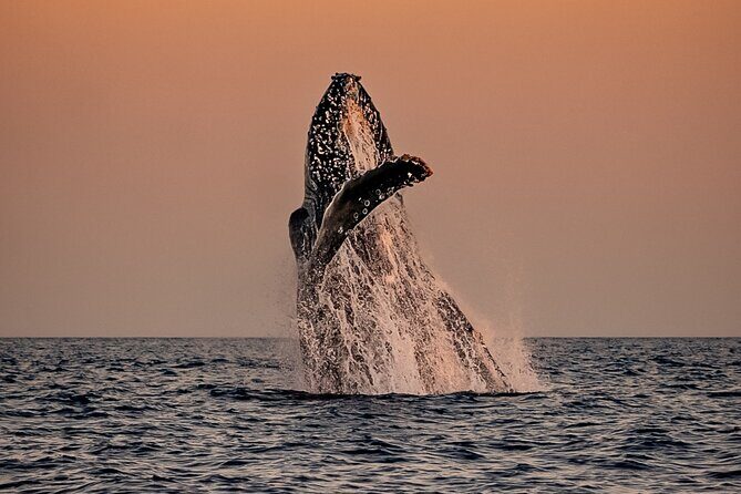 Sunset Whale Watching in Cabo San Lucas - Key Points