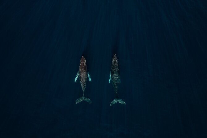 Sunset Whale Watching in Cabo San Lucas - An In-Depth Look at the Sunset Whale Watching Tour