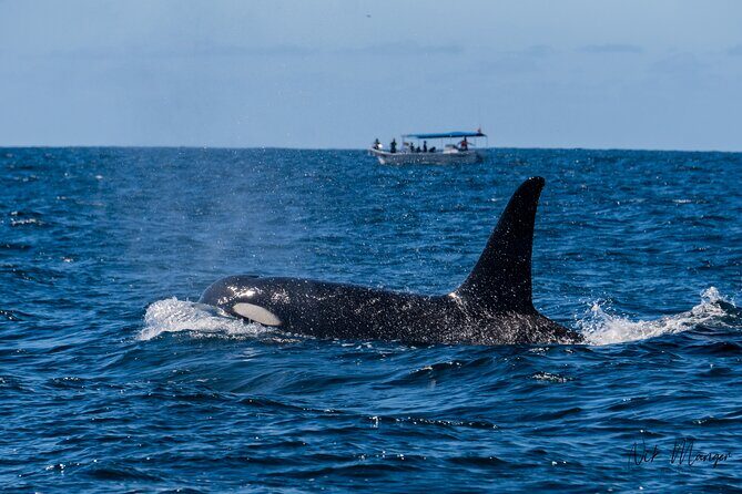 Sunset Whale Watching in Cabo San Lucas - Who Should Consider This Tour?