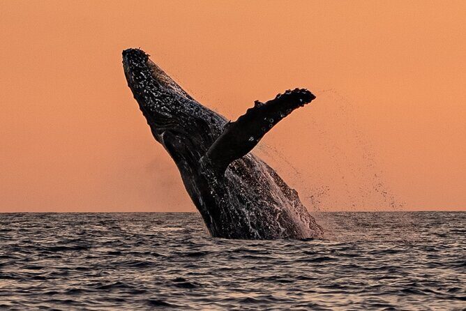 Sunset Whale Watching in Cabo San Lucas - Final Thoughts