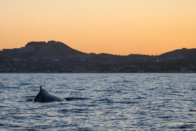 Sunset Whale Watching in San Jose del Cabo - Key Points